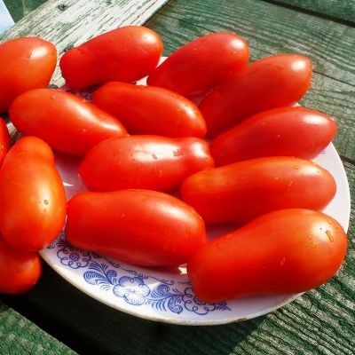 Семена томата Пулер F1 (1000 семян), Libra Seeds (Erste Zaden)